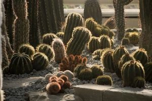 Cacti, überlingen, house, spiny, plant, germany, europe, cactus, greenhouse