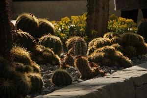 Cacti, überlingen, house, spiny, plant, germany, europe, cactus, greenhouse