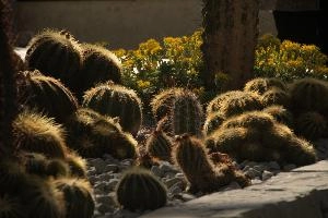 Cacti, überlingen, house, spiny, plant, germany, europe, cactus, greenhouse