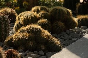 Cacti, überlingen, house, spiny, plant, germany, europe, cactus, greenhouse