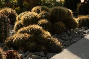 Cacti, überlingen, house, spiny, plant, germany, europe, cactus, greenhouse